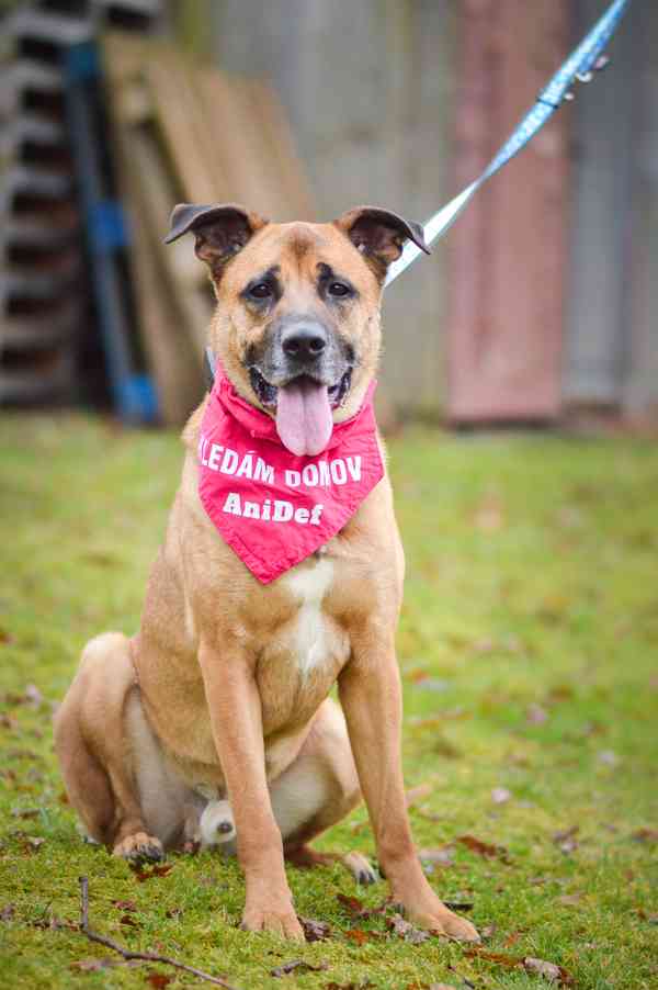 Sebastian - temperamentní pes, 7 let - foto 8