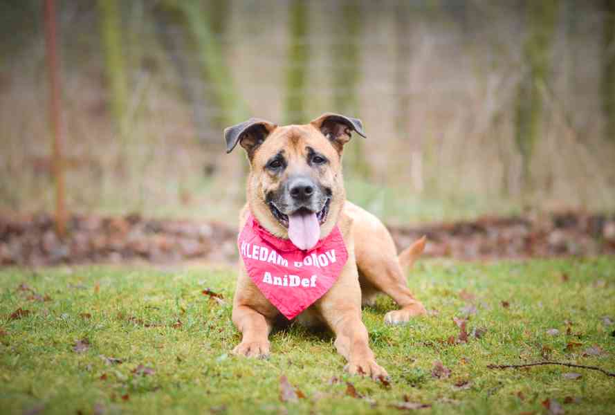 Sebastian - temperamentní pes, 7 let - foto 9