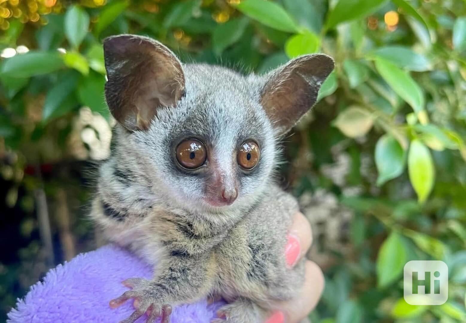2 štěňata z buše k dispozici k adopci - foto 1