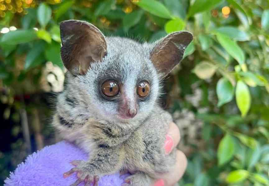 2 štěňata z buše k dispozici k adopci - foto 1
