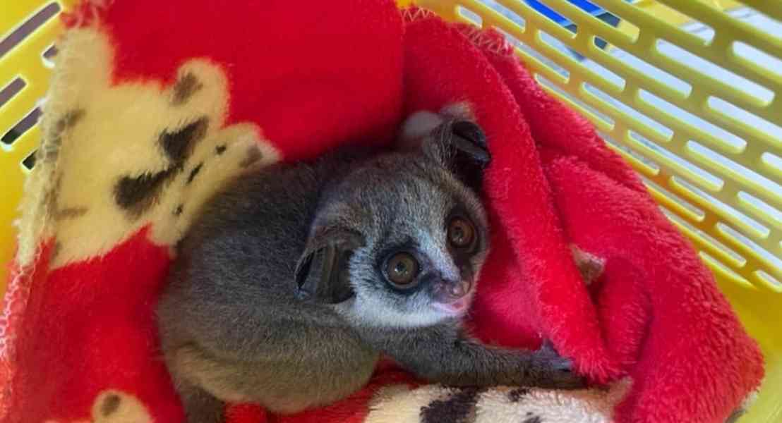 2 štěňata z buše k dispozici k adopci - foto 2