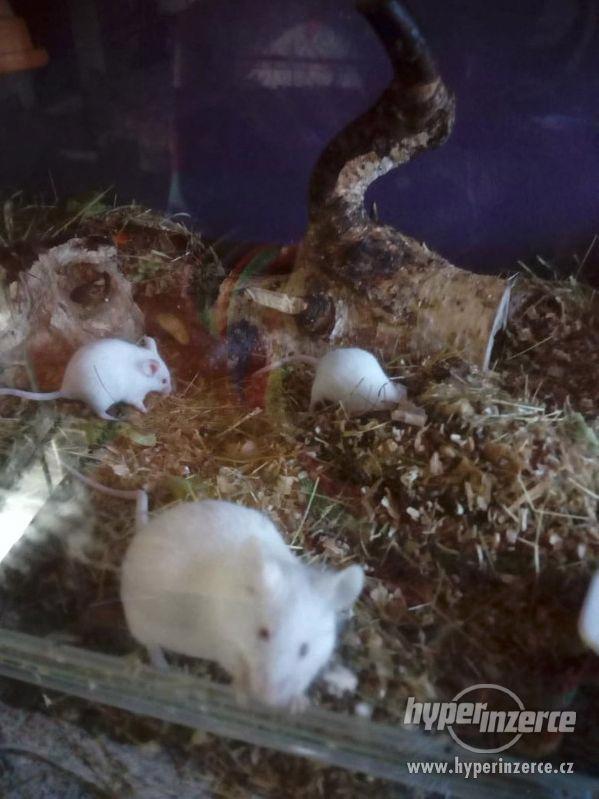 Nabízím bílě myši na zkrmení - foto 1