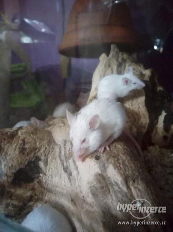 Nabízím bílě myši na zkrmení - foto 2