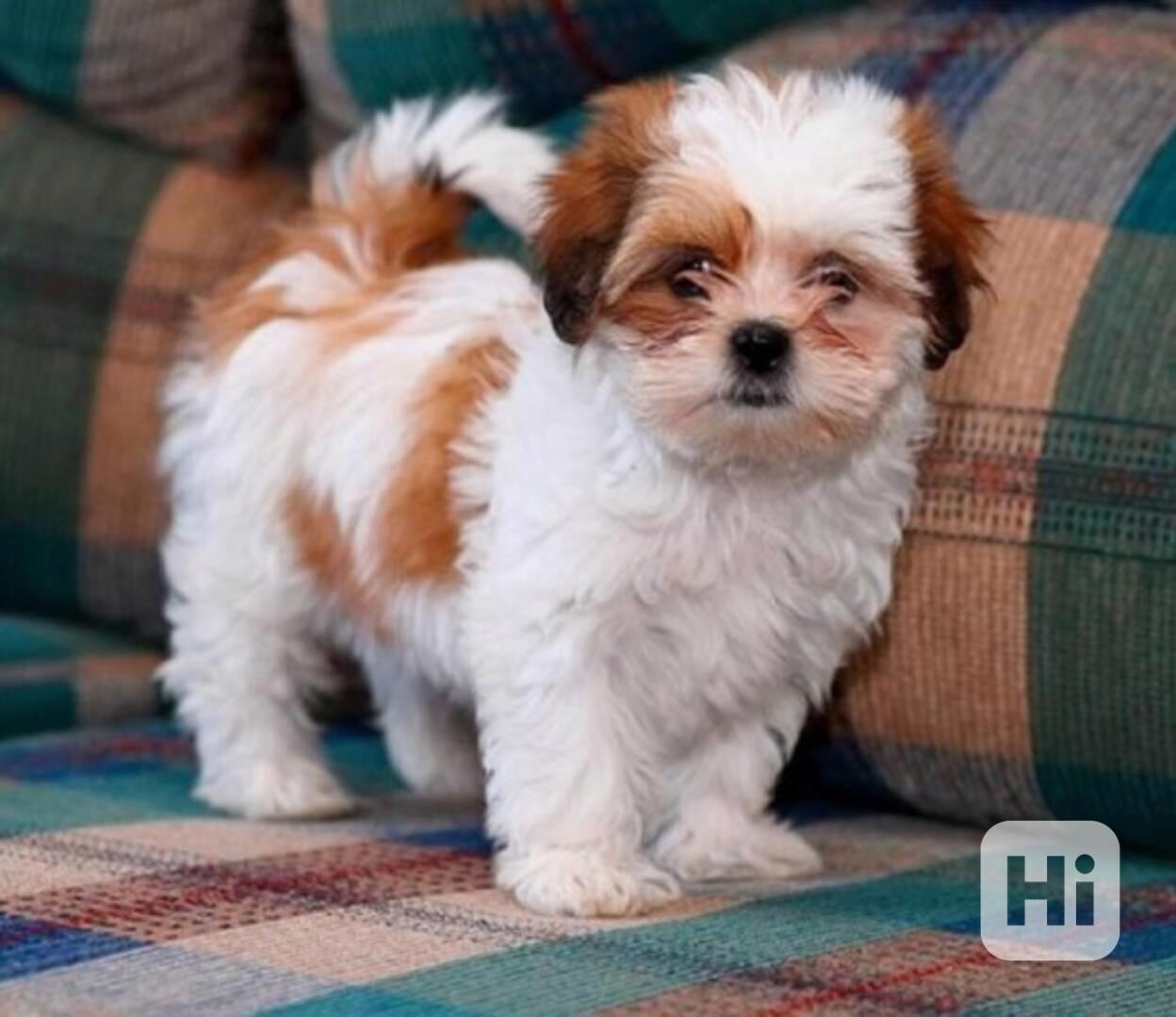 Štěňata Shih Tzu s pp - foto 1