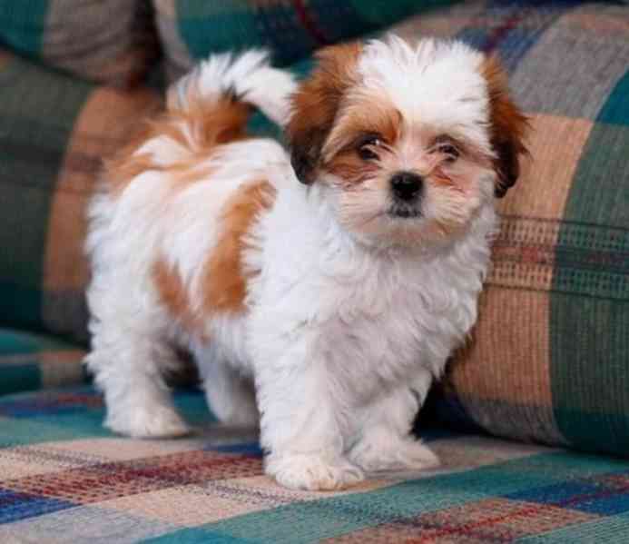 Štěňata Shih Tzu s pp - foto 1