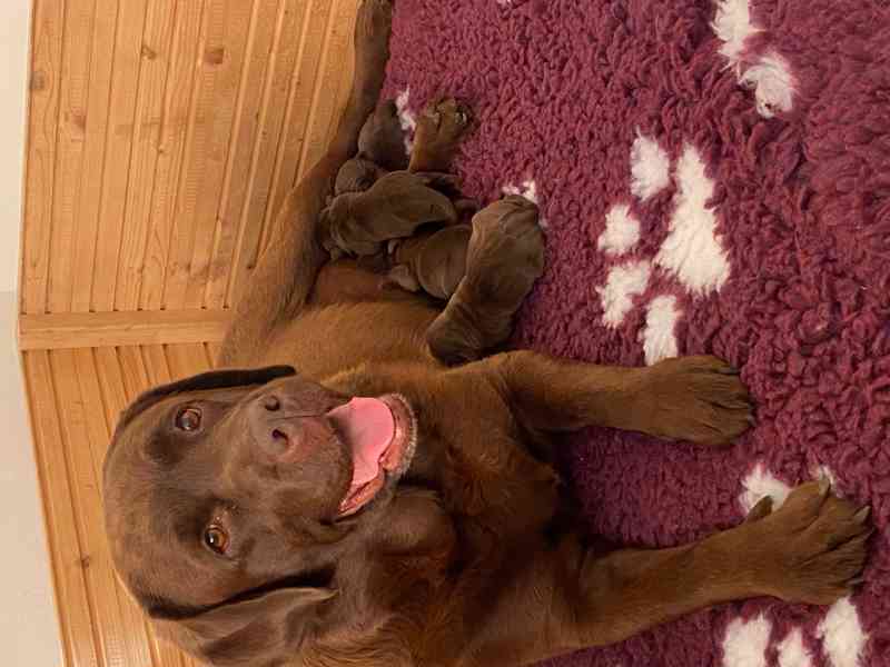 Labrador čokoládové šťěňátka s PP - foto 2