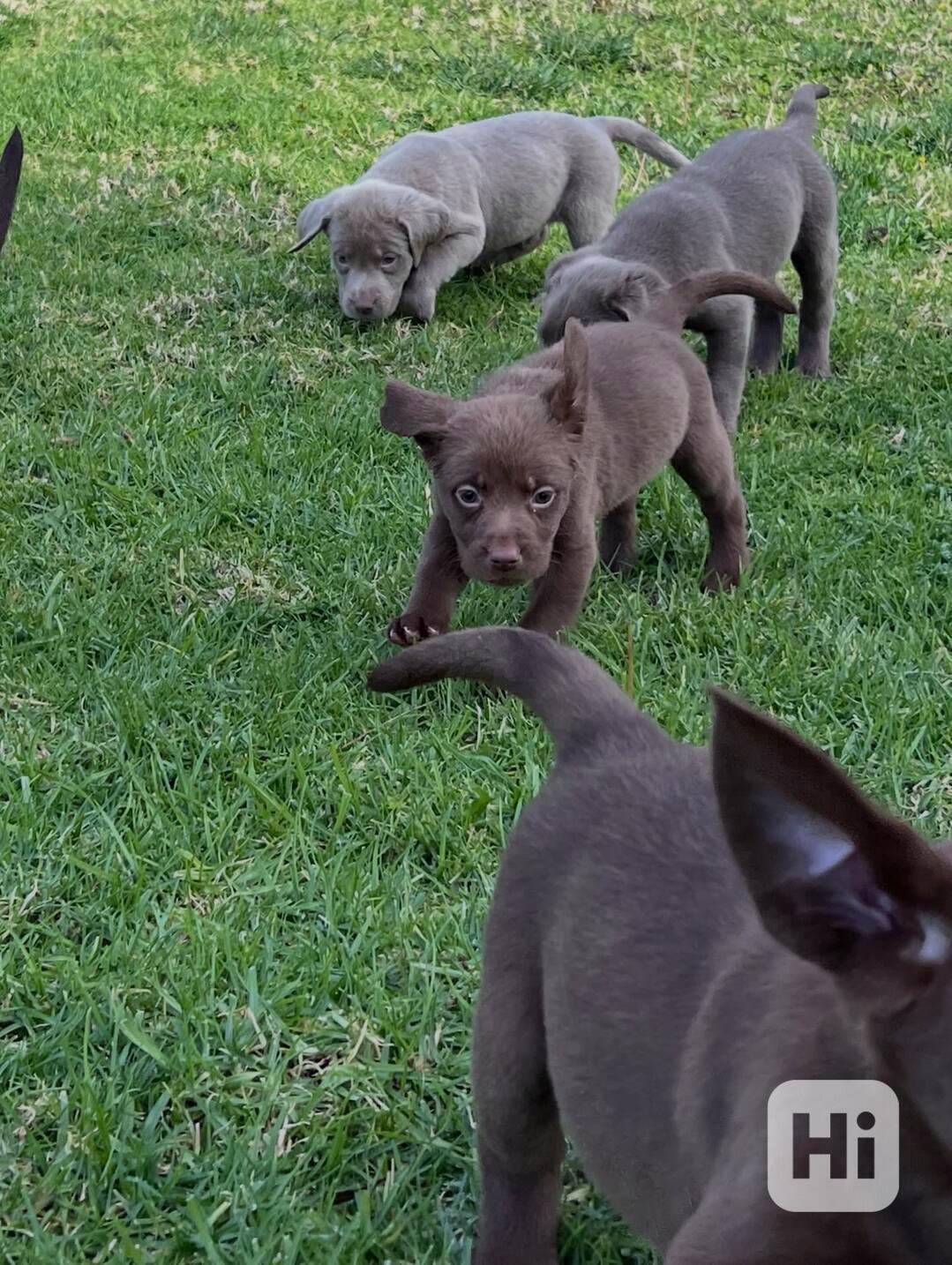 Nabízíme labradorského retrívra - foto 1