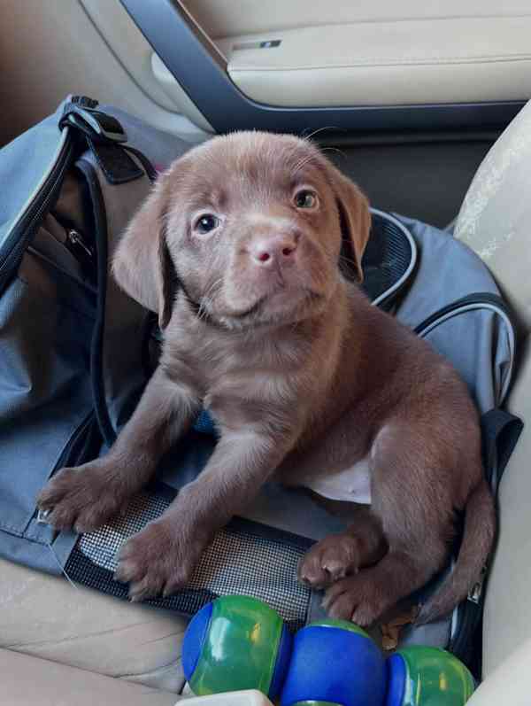 Nabízíme labradorského retrívra - foto 4