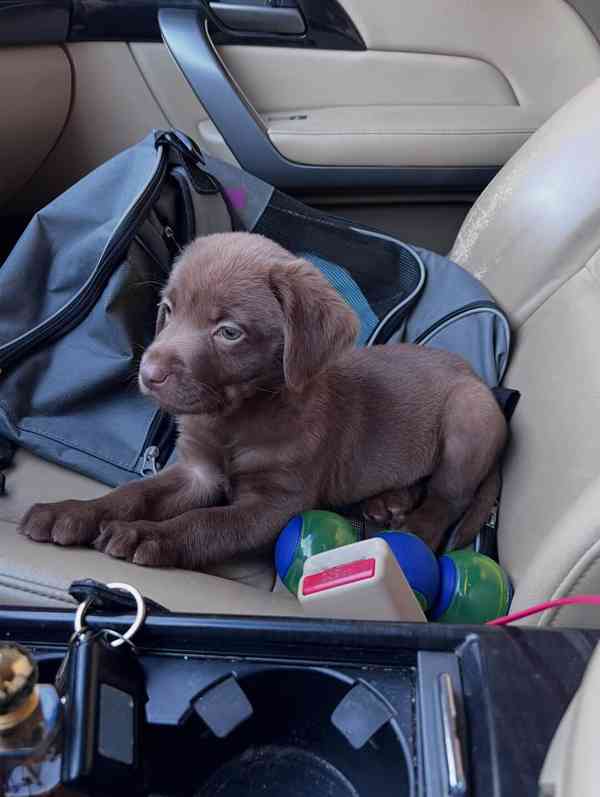 Nabízíme labradorského retrívra - foto 3