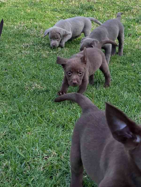 Nabízíme labradorského retrívra - foto 1