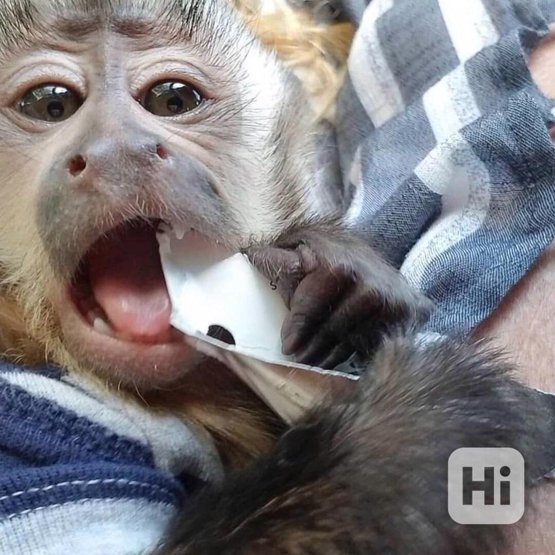  Svůdné kapucínky k odběru nového domova  - foto 1