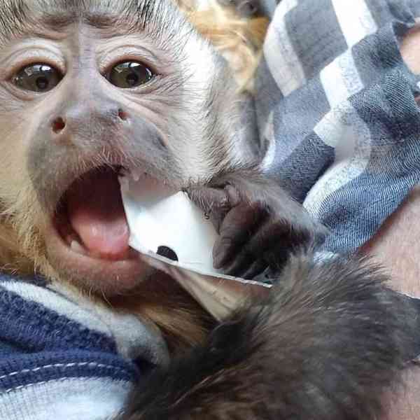  Svůdné kapucínky k odběru nového domova  - foto 1