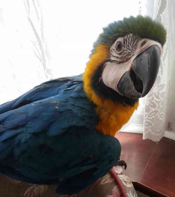 Dobře vycvičení modří a zlatí ptáci Macaw na prodej nyní - foto 2