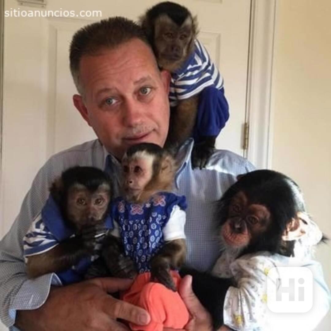 Zdravé kapucínské opice k adopci - foto 1