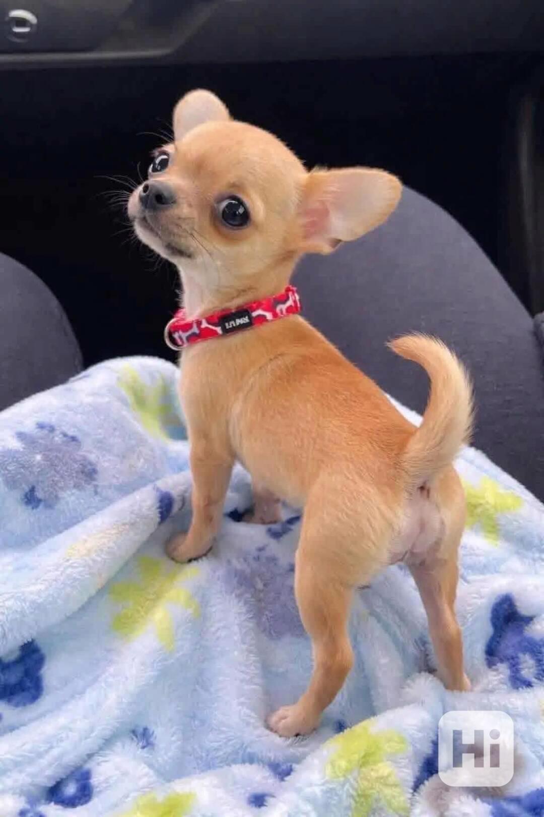 Štěňata čivavy - foto 1