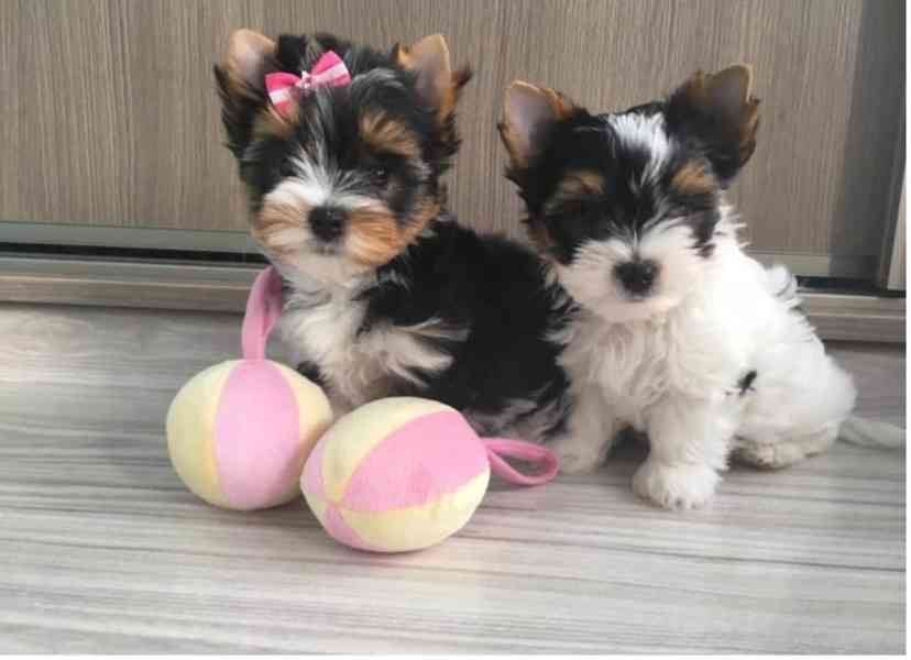 Štěňata čistokrevného yorkshirského teriéra s průkazem původ - foto 1