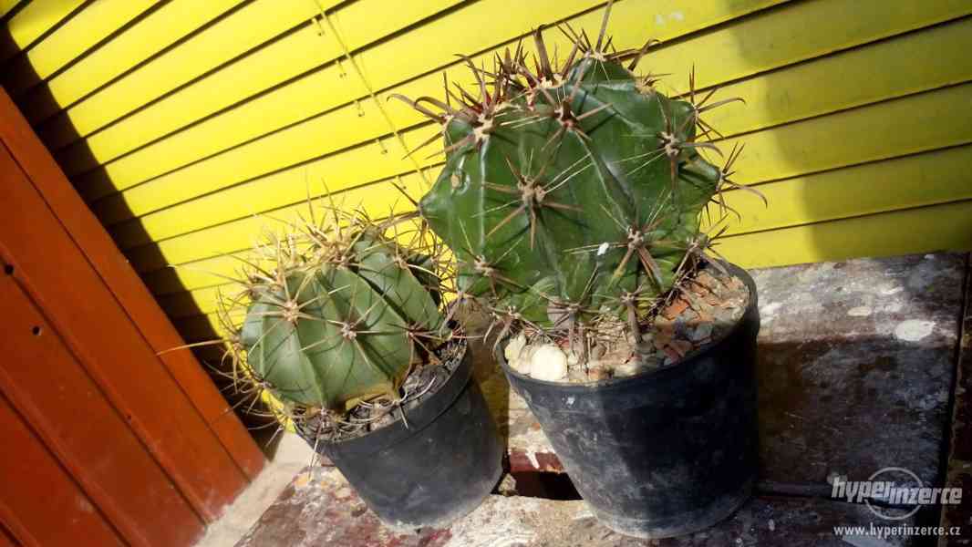 Kaktusy - foto 1
