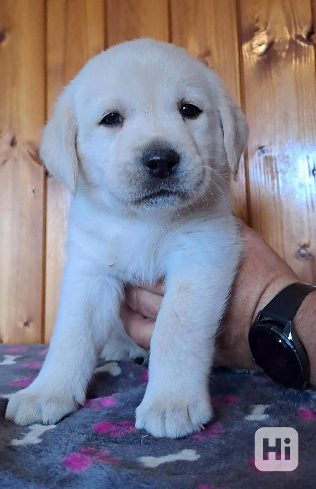 Labrador - smetanový pejsek s PP - foto 1