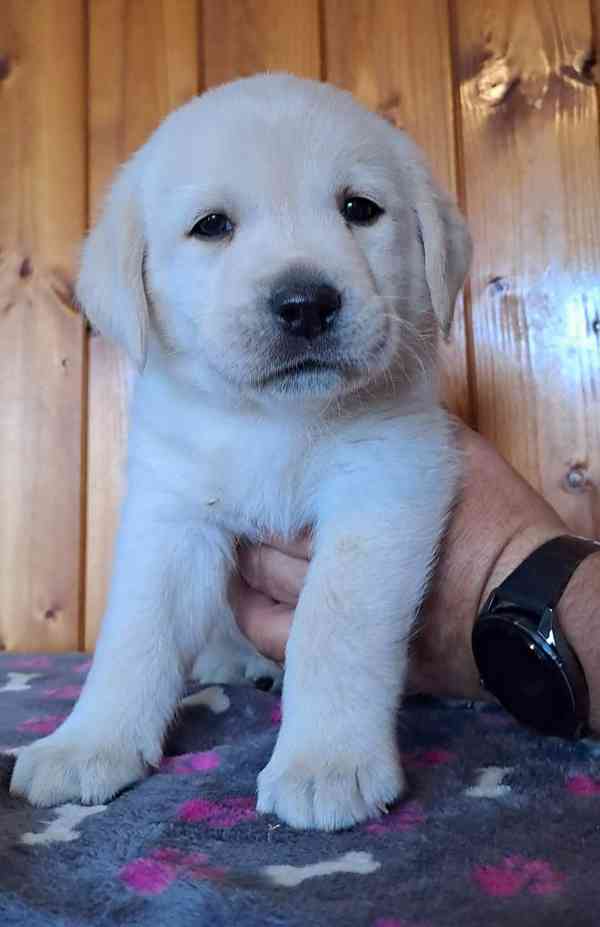 Labrador - smetanový pejsek s PP - foto 1