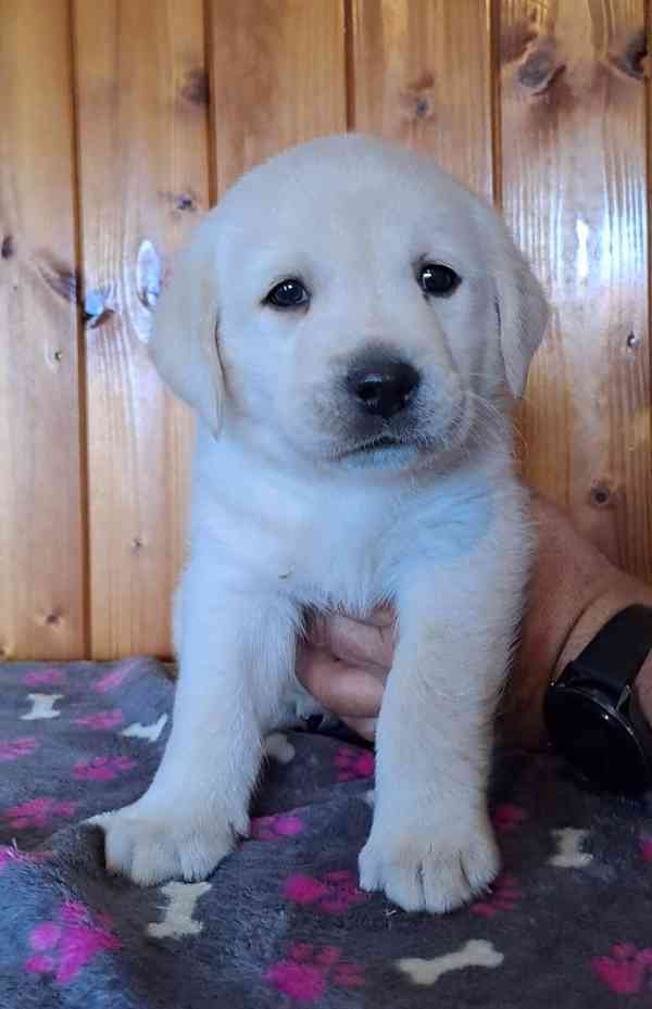 Labrador - smetanový pejsek s PP - foto 3