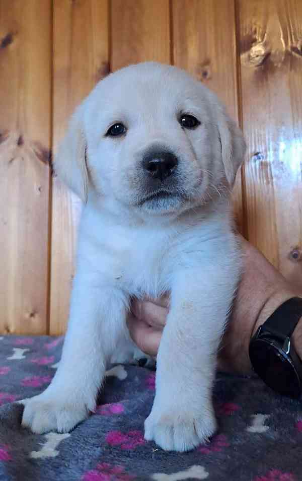 Labrador - smetanový pejsek s PP - foto 2