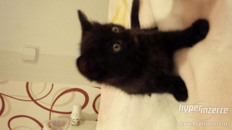 černé koťátko - foto 1