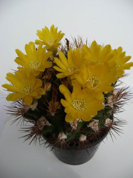 Kaktusy sukulenty - foto 10