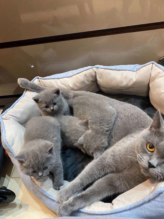 Koťata British s krátkou srstí k adopci