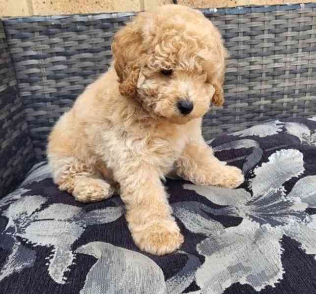 Štěňata toy pudla - foto 2
