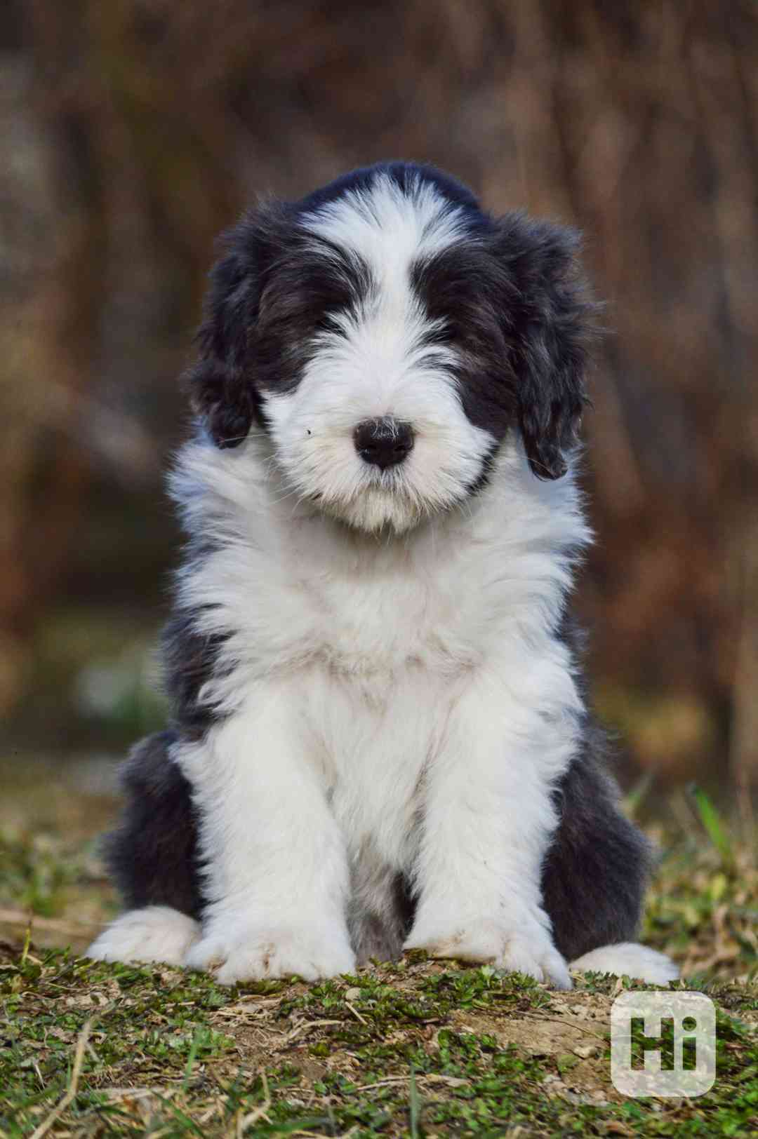 Beraded Collie  - foto 1