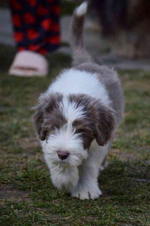 Beraded Collie  - foto 4