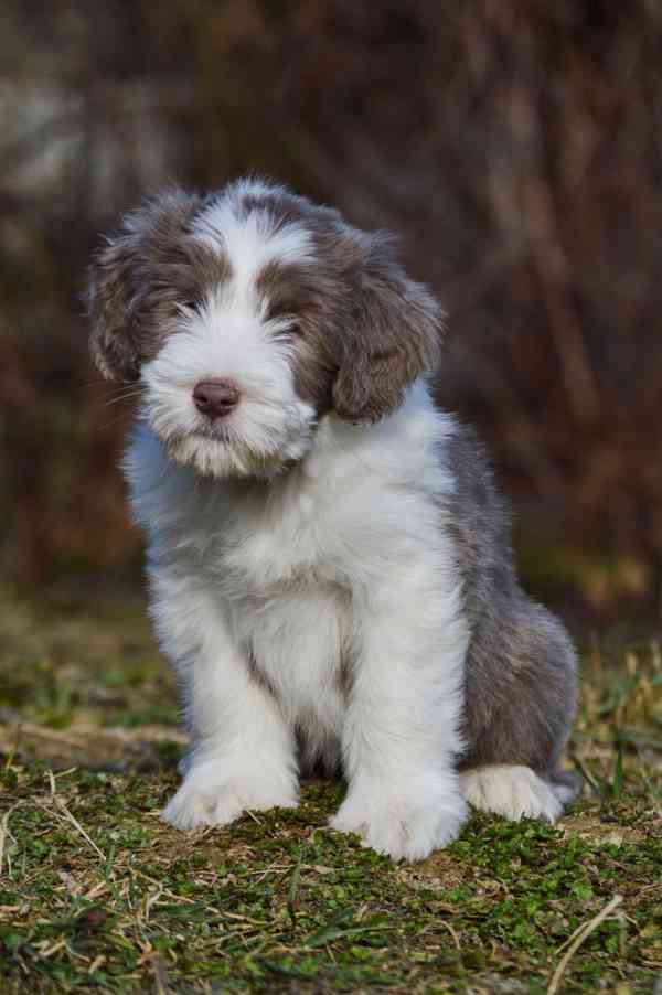 Beraded Collie  - foto 2