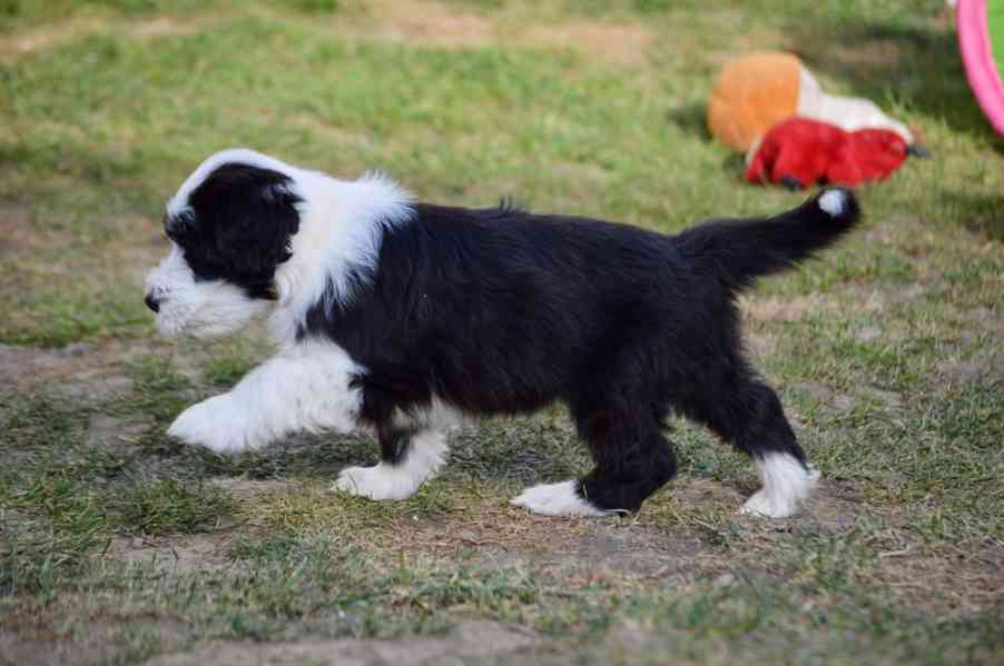 Beraded Collie  - foto 8