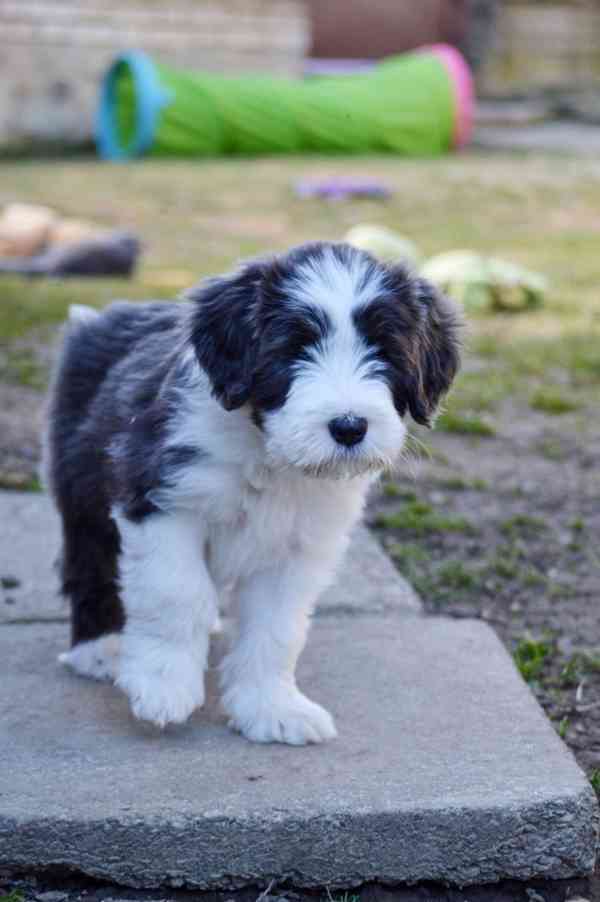 Beraded Collie  - foto 9