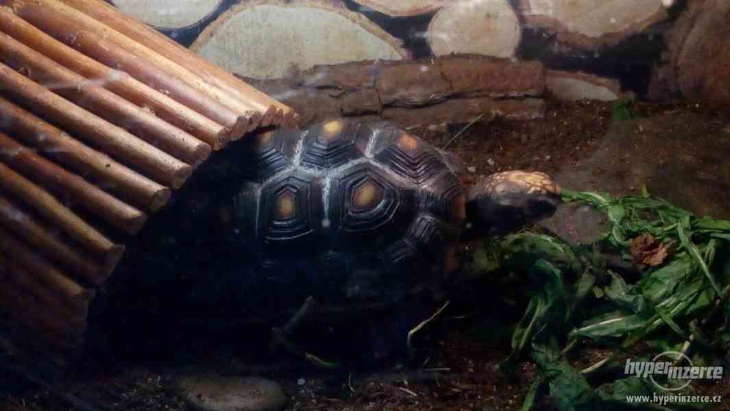 Želvy uhlířské - luxusní mazlíčci, vybavené terárium zdarma - foto 2