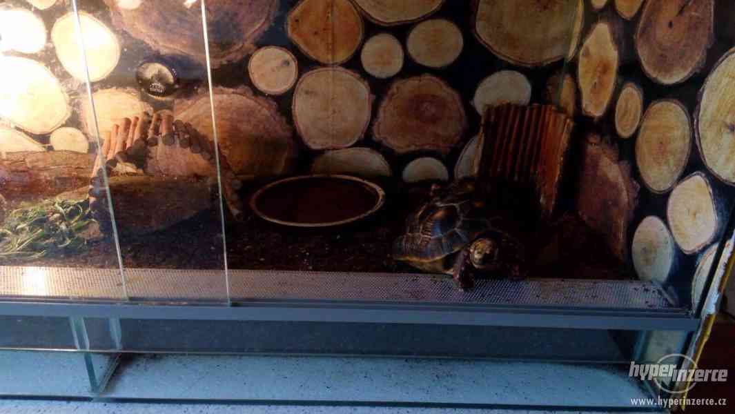 Želvy uhlířské - luxusní mazlíčci, vybavené terárium zdarma - foto 3