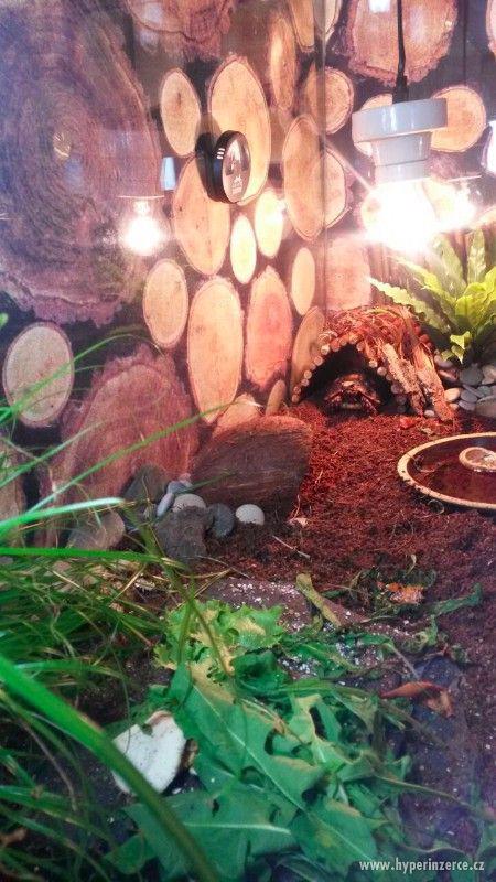 Želvy uhlířské - luxusní mazlíčci, vybavené terárium zdarma - foto 5