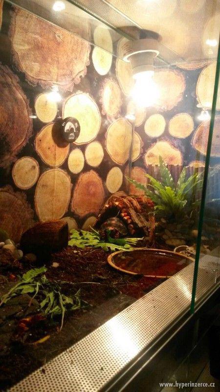 Želvy uhlířské - luxusní mazlíčci, vybavené terárium zdarma - foto 6