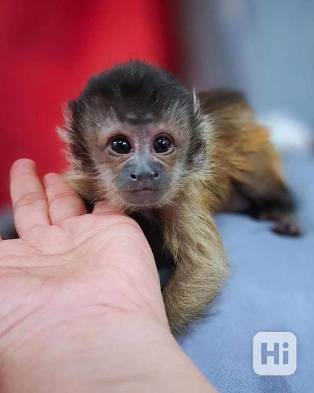 Socializované kapucínské opice k adopci - foto 1