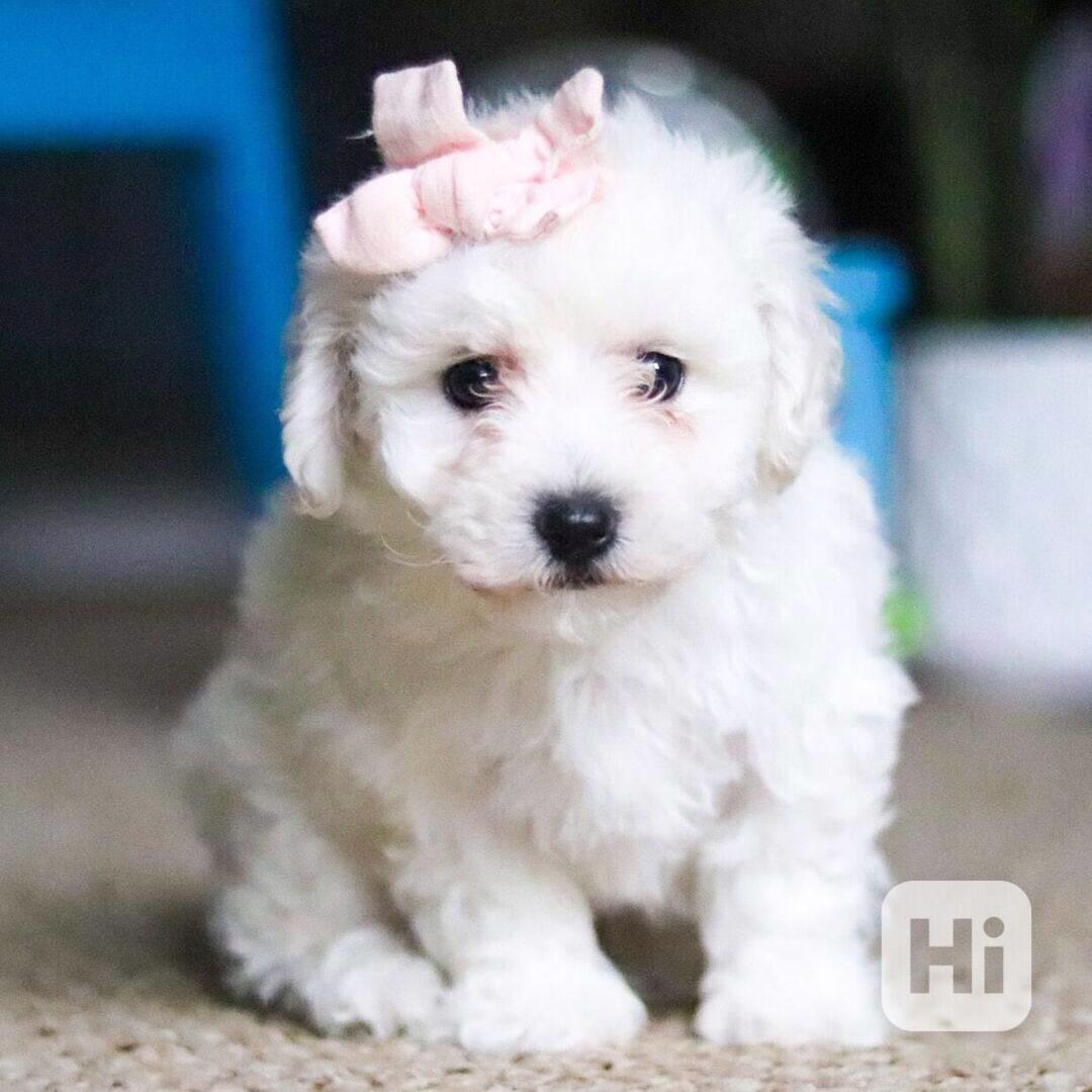 Prodám čistokrevného bišonka - foto 1