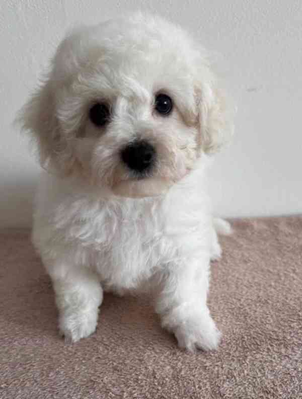 Prodám čistokrevného bišonka - foto 2