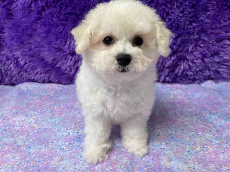 Prodám čistokrevného bišonka - foto 4