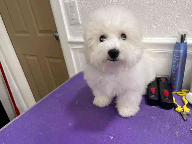 Prodám čistokrevného bišonka - foto 3