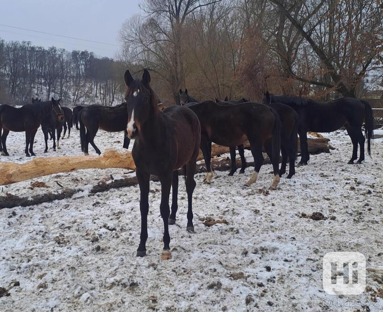 Angliký plnokrevník - foto 1