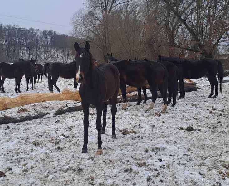 Angliký plnokrevník - foto 1