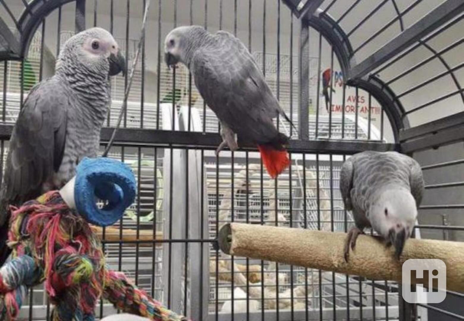 Super přátelská mláďata papouška šedého - foto 1