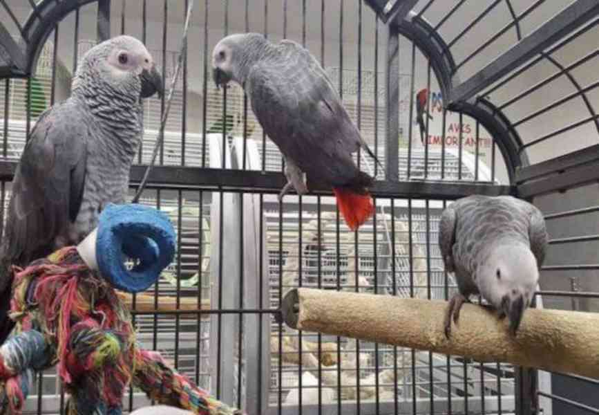 Super přátelská mláďata papouška šedého - foto 1