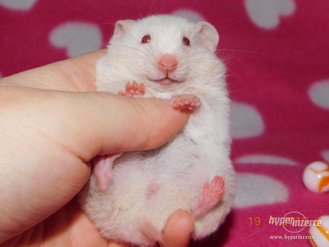 Křeček syrský - mláďátka na mazlení - foto 1