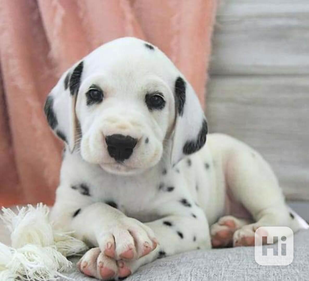 Štěňata dalmatinů jsou připravena - foto 1