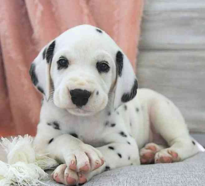 Štěňata dalmatinů jsou připravena - foto 1